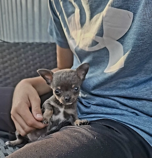 micro toy chihuahua mascul