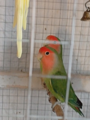 Pereche de agapornis 