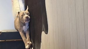 American Bully Pocket   mascul, 3 luni - imagine 2