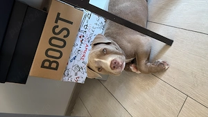 American Bully Pocket   mascul, 3 luni - imagine 3