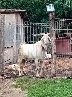 Vând Țap Metis Sannen-Anglo Nubian