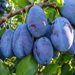 Prune de masă calitatea I