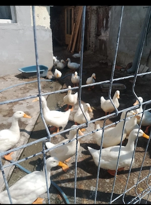Pui mari de rata albe