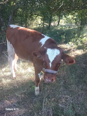 Vând vitea 8 luni 5500 lei detalii la  
