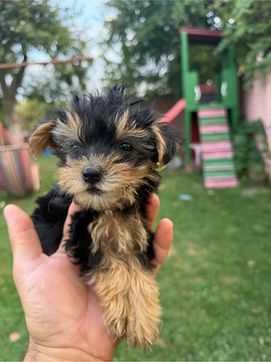 Yorkshire terrier