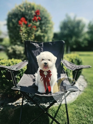 Pui bichon frisé cu pedigree AChR, din părinți cu rezultate excelente în competiții canine 