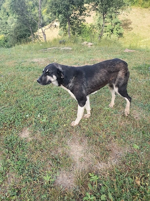 Rasă de căine kangal
