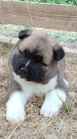 akita american - imagine 4