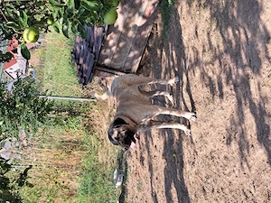Femela kangal malakli 