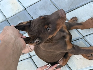 Doberman masculi doar doi pui  - imagine 5