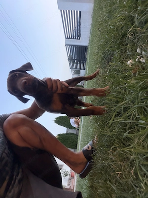 Doberman masculi doar doi pui  - imagine 4
