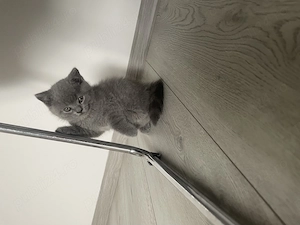 Pisici Blue british shorthair  - imagine 5