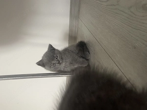 Pisici Blue british shorthair  - imagine 2