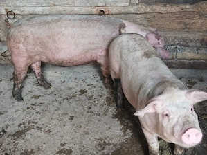 Porci de vanzare 70-80 kg - imagine 2