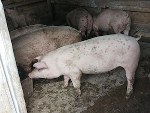 Porci de vanzare 70-80 kg - imagine 4