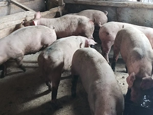 Porci de vanzare 70-80 kg