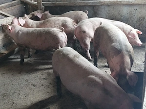 Porci de vanzare 70-80 kg - imagine 5