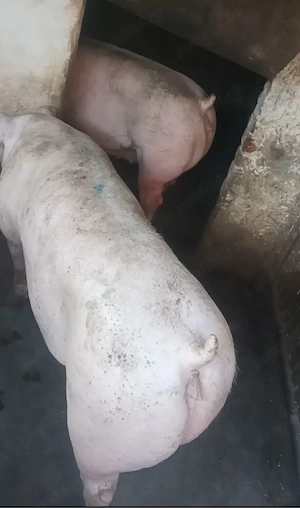 Porci 140-150 kg