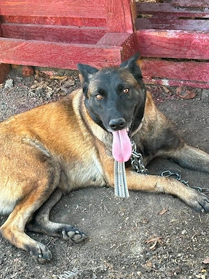 ciobanesc malinois