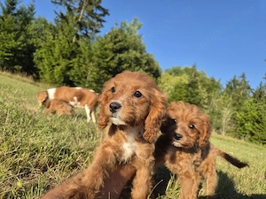 Cavapoo fetita  - imagine 2