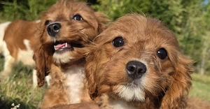 Cavapoo fetita  - imagine 3