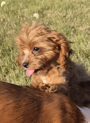 Cavapoo fetita  - imagine 4