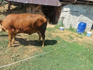 Juninca angus in jura de 500 - imagine 2