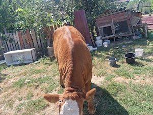 Juninca angus in jura de 500