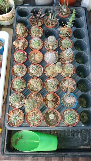 Cactusi anul 3 si 4 foarte sanatosi