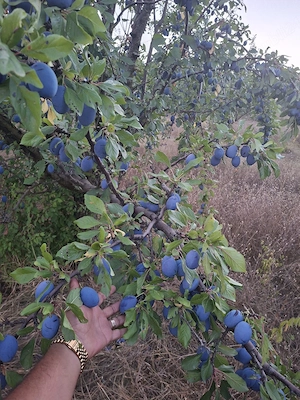 prune pt  tuica