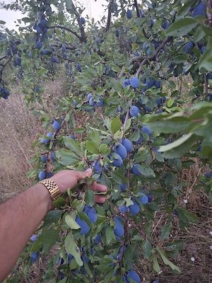 prune de tuica