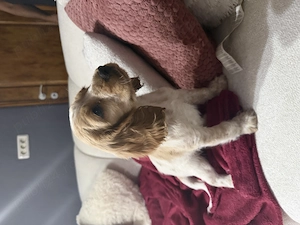 Vând puiuți cocker spaniel 
