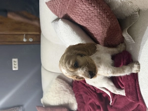 Vând puiuți cocker spaniel  - imagine 3