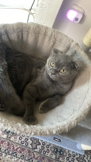 Scottish Fold - imagine 3