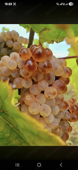 vând struguri de vin 