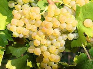 vând struguri de vin 