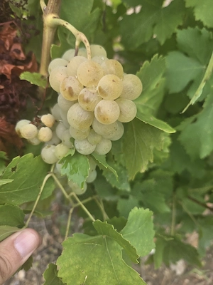 vând struguri de vin 