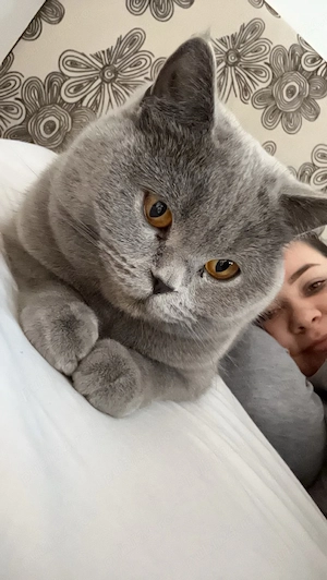 British Shorthair 3 ani
