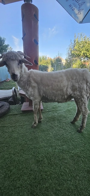 Vind 1 oaie femela F