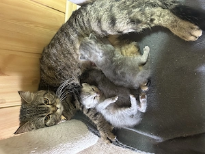 Căutăm căsuța noua! Mămica british shorthair împreună cu puiuți  - imagine 2