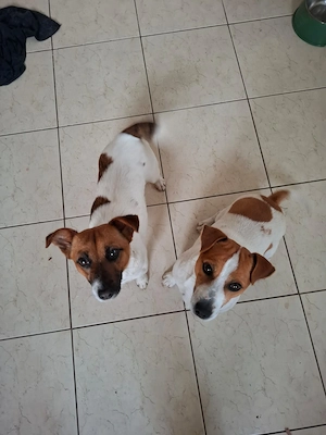 Jack Russel Terrier  pui, femela
