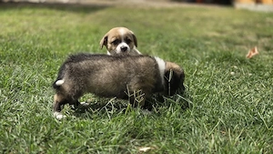 Puișori de talie mică pentru adoptie