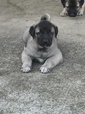 Kangal de vanzare