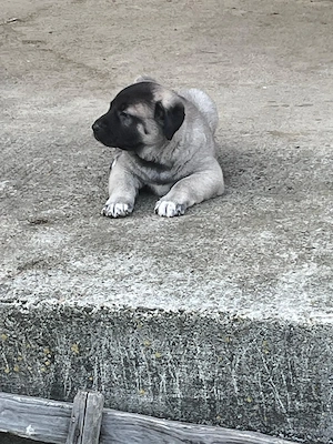 Kangal de vanzare - imagine 3