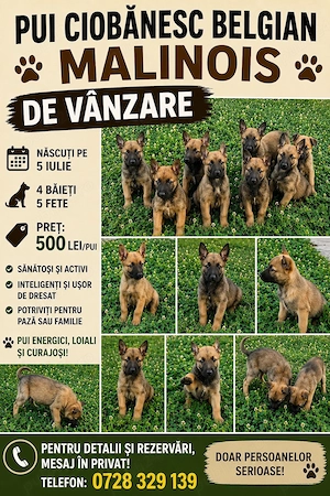 cinanesc belgian 