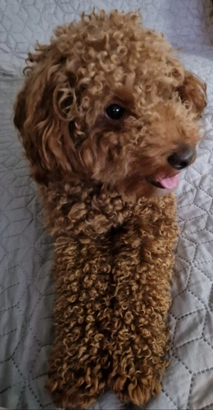 Cavapoo băiețel 