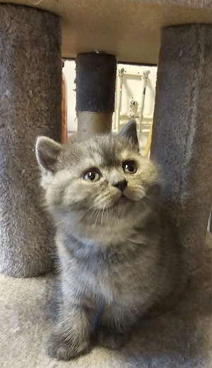 British shorthair