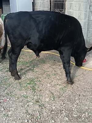 vand taur black angus 