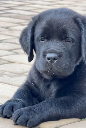 Labrador Retriver cu pedigree 