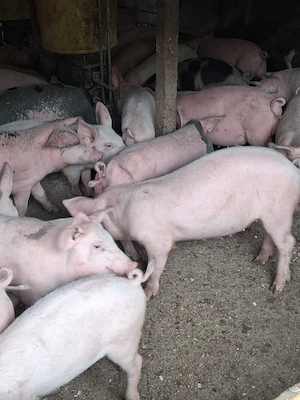 Purcei De Vânzare 17-40 kg